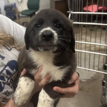 Loaf -  Mixed Breed Dog for Adoption in Corbin, Kentucky - Loaf | PetCurious