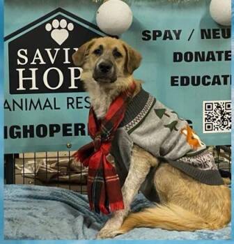 Jacek -  Anatolian Shepherd and Mixed Breed Dog for Adoption in Fort Worth, Texas - Jacek | PetCurious