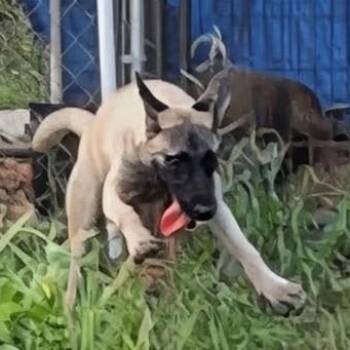 Roman -  Mixed Breed Dog for Adoption in Carson, Mississippi - Roman | PetCurious
