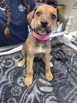 ARCEE -  German Shepherd Dog and Mixed Breed Dog Available for Adoption in Norco, California - ARCEE | PetCurious