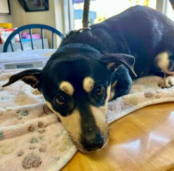Miniature Pinscher Dogs Available for Adoption - Molly | PetCurious