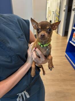 Rescue Chihuahua Dogs for Adoption in Plano, Texas - Chocolate Chip ("Chip" For Short) | PetCurious