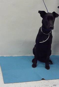 Rescue German Shepherd Dog and Mixed Breed Dogs for Adoption in Houston, Texas - TIMMY | PetCurious