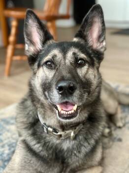 Rescue German Shepherd Dog Dogs for Adoption in La Center, Washington - Archer | PetCurious