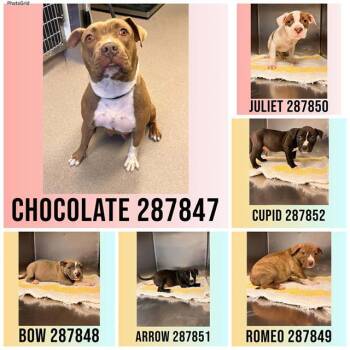 American Bulldog and Mixed Breed Dogs Available for Adoption - CHOCOLATE | PetCurious