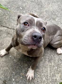 Pit Bull Terrier and Mixed Breed Dogs Available for Adoption in New Orleans, Louisiana - Gabbie | PetCurious