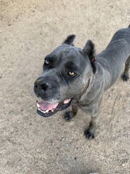Potato -  Cane Corso Dog for Adoption in Glendale, Arizona - Potato | PetCurious