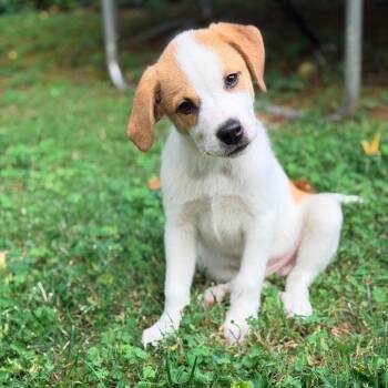 Sol -  Mixed Breed Dog for Adoption in La Grange, Kentucky - Sol | PetCurious