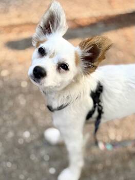 Clover -  Chihuahua Dog for Adoption in Seattle, Washington - Clover | PetCurious