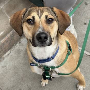 Mixed Breed Dogs Available for Adoption in New York, New York - Zoe | PetCurious