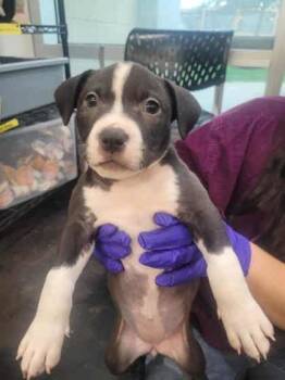 Rescue Mixed Breed Dogs for Adoption in Memphis, Tennessee - Strawberry | PetCurious