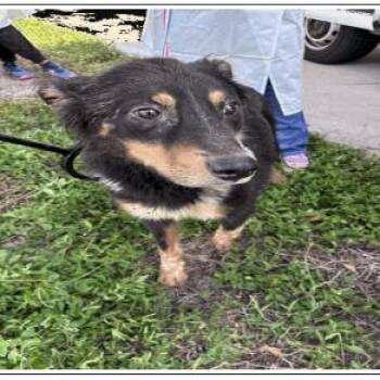 Cooper -  Australian Shepherd and Mixed Breed Dog for Adoption in Tampa, Florida - Cooper | PetCurious