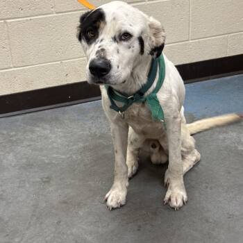 Rescue Mixed Breed Dogs for Adoption in Memphis, Tennessee - Priority | PetCurious