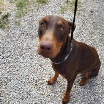 LOCKHEART -  Doberman Pinscher Dog for Adoption in San Antonio, Texas - LOCKHEART | PetCurious