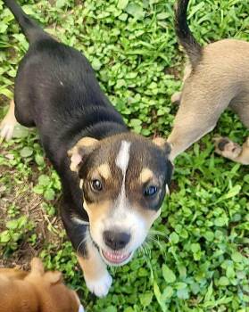 Rescue Australian Cattle Dog Blue Heeler and Beagle Dogs for Adoption in Austin, Texas - Rosie | PetCurious