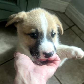 Mixed Breed Dogs Available for Adoption in Leander, Texas - Bessy | PetCurious