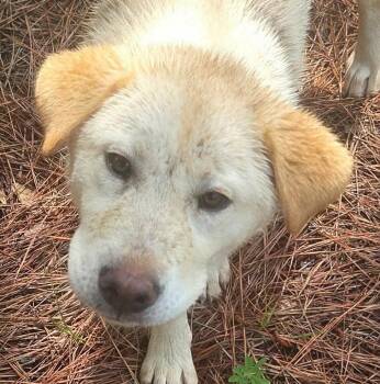 Tortilla -  Retriever and Terrier Dog for Adoption in Bloomfield, Connecticut - Tortilla | PetCurious