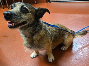 Rescue Mixed Breed Dogs for Adoption in Douglasville, Georgia - Jerky | PetCurious