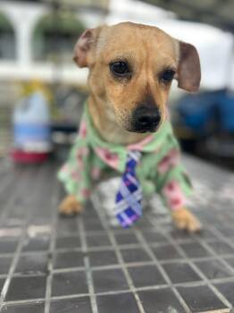 Dachshund Dogs Available for Adoption - Fabian | PetCurious