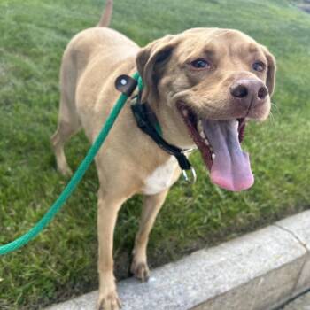 Jasper -  Labrador Retriever and Mixed Breed Dog for Adoption in Newark, New Jersey - Jasper | PetCurious