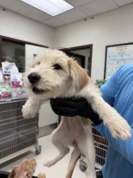 Sadie~FOSTER or FOSTER TO ADOPT NEEDED~ -  Terrier Dog for Adoption in Minneapolis, Minnesota - Sadie~FOSTER Or FOSTER TO ADOPT NEEDED~ | PetCurious