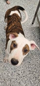 Mickey -  Terrier Dog for Adoption in Athens, Tennessee - Mickey | PetCurious