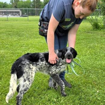 Splash -  Australian Shepherd Dog for Adoption in Michigan City, Indiana - Splash | PetCurious