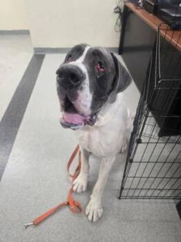 Bogart -  Great Dane and Mixed Breed Dog for Adoption in Roseville, California - Bogart | PetCurious