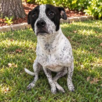 Coco 2 -  Australian Cattle Dog Blue Heeler Dog for Adoption in Eustis, Florida - Coco 2 | PetCurious
