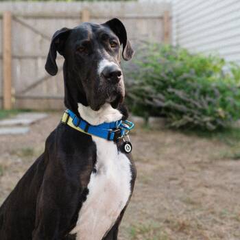Rescue Great Dane Dogs for Adoption in New York, New York - Pudding | PetCurious