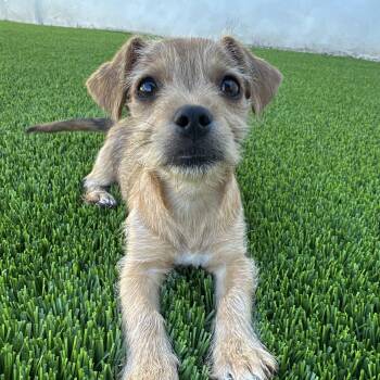 Border Terrier and Terrier Dogs Available for Adoption - Sir Lorax | PetCurious