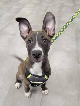 Milo FKA Bashful -  Mixed Breed Dog for Adoption in West Chester, Pennsylvania - Milo FKA Bashful | PetCurious