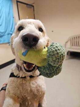 Poodle and Golden Retriever Dogs Available for Adoption in Bellingham, Washington - Gracie | PetCurious