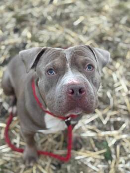 Rescue American Staffordshire Terrier Dogs for Adoption in Wheaton, Illinois - Cracker Jack | PetCurious
