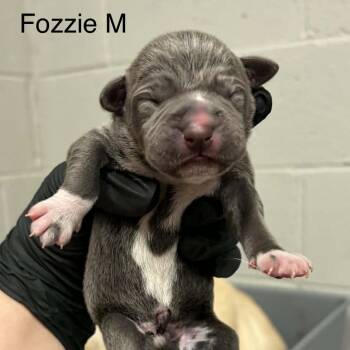 Goldieloxx Pup- Vinny -  Labrador Retriever and Terrier Dog for Adoption in Fairfax Station, Virginia - Goldieloxx Pup- Vinny | PetCurious
