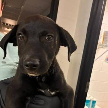 Littlefoot -  Mixed Breed Dog for Adoption in Gadsden, Alabama - Littlefoot | PetCurious