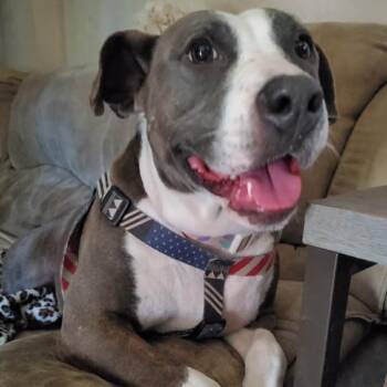 Marge -  Hound and Mixed Breed Dog for Adoption in Hackett, Arkansas - Marge | PetCurious