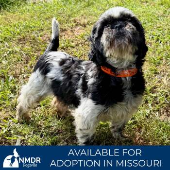 Heidi (AG26-162) -  Shih Tzu and None Dog for Adoption in Peyton, Colorado - Heidi (AG26-162) | PetCurious