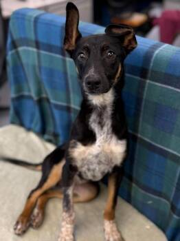 German Shepherd Dog and Labrador Retriever Dogs Available for Adoption - Maroon | PetCurious