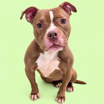 Fern -  Pit Bull Terrier and Mixed Breed Dog for Adoption in Concord, North Carolina - Fern | PetCurious
