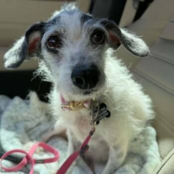 PIPER -  Jack Russell Terrier and Dachshund Dog for Adoption in Marana, Arizona - PIPER | PetCurious