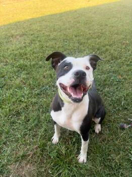 Sweet Pea -  Pit Bull Terrier Dog for Adoption in Gallatin, Tennessee - Sweet Pea | PetCurious