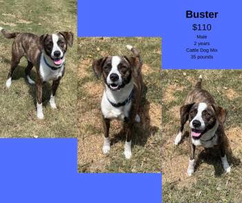 Rescue Cattle Dog Dogs for Adoption in Decatur, Alabama - Buster | PetCurious