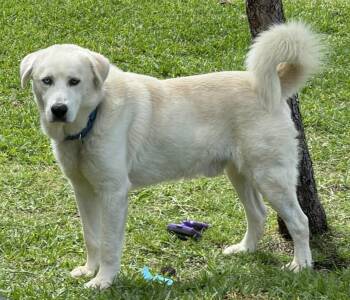 Grand -  Labrador Retriever and Great Pyrenees Dog for Adoption in Lucas, Texas - Grand | PetCurious