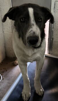 Rescue Border Collie and Great Pyrenees Dogs for Adoption in Las Vegas, New Mexico - Ghostface | PetCurious