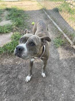 MIMI -  Staffordshire Bull Terrier and Mixed Breed Dog for Adoption in Houston, Texas - MIMI | PetCurious