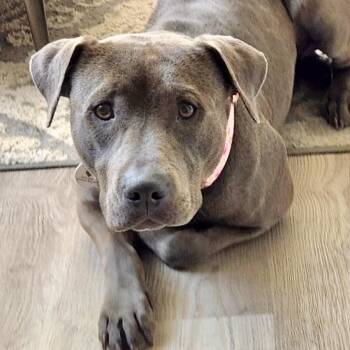 Rosey -  Pit Bull Terrier and Mixed Breed Dog for Adoption in Mead, Colorado - Rosey | PetCurious