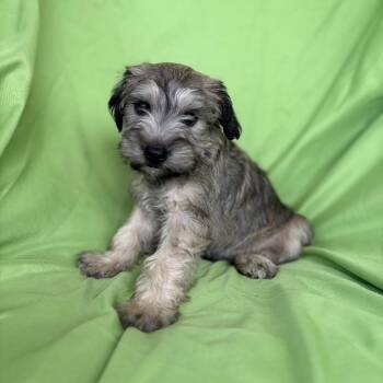 Schnauzer Dogs Available for Adoption in Tucson, Arizona - Quincy | PetCurious