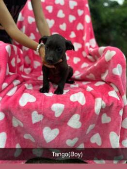 Tango -  Labrador Retriever Dog for Adoption in Merrillville, Indiana - Tango | PetCurious
