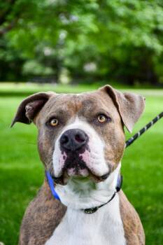 Duke -  Pit Bull Terrier and Mixed Breed Dog for Adoption in Yakima, Washington - Duke | PetCurious